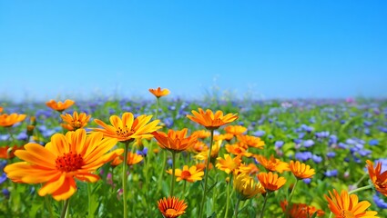 Obraz premium Photo of a vibrant field of orange flowers under a clear blue sky, showcasing the beauty of nature in a summer meadow landscape