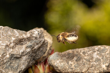 Fototapete bei efototapeten.de bestellen   