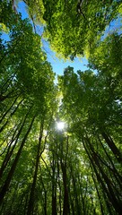 Obraz premium Photo of looking up through the green canopy of tall trees in a forest, with sunlight filtering through the leaves and branches, creating a scenic and peaceful environment