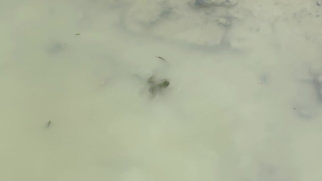 Little frogling swimming in puddle of rainwater, top view