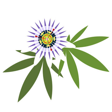 Fiore della passione