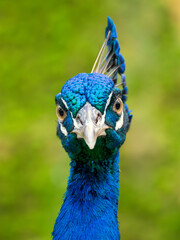 Naklejka premium portrait of a peacock