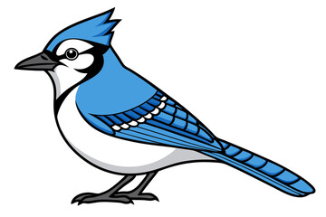 Blue jay bird perched on plain white background