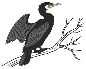 Obraz premium Elegant Cormorant Bird Standing on White Background