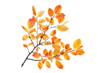 autumn leaf on black branch twig isolated on white or transparent png