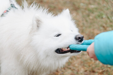 cute fluffy white samoyed dog plays with blue puller toy in teeth, pulling and growling