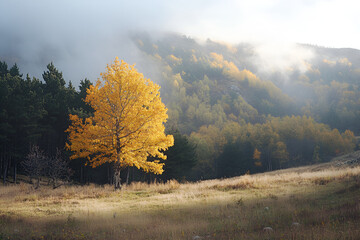 Golden autumn tree stands alone amidst a misty mountain landscape.