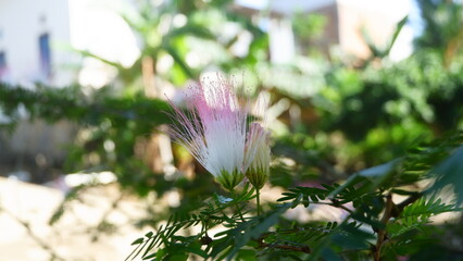 Close-Up of Pink and White Mimosa Flower in Sunlight