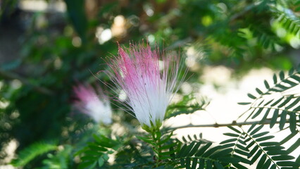Close-Up of Pink and White Mimosa Flower in Sunlight