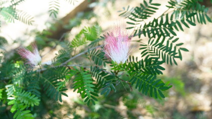 Close-Up of Pink and White Mimosa Flower in Sunlight