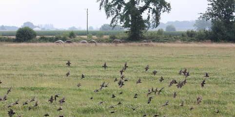 Ein Vogelschwarm Stare über ein Feld in Lippetal Büninghausen.