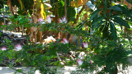 Close-Up of Pink and White Mimosa Flower in Sunlight