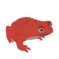 Cartoon red frog with warty skin. Frog clipart isolated on white. Halloween creepy design element. Vector illustration.