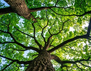 Fototapeta premium Looking up at tall tree with sprawling green branches