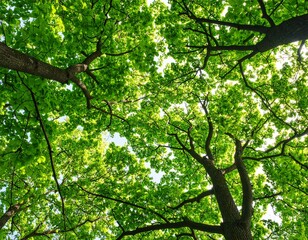 Obraz premium Green tree canopy with sunlight shining through branches