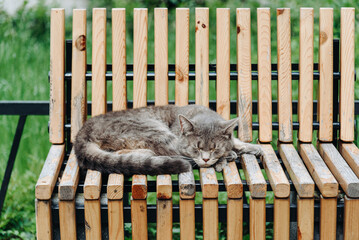 cute stray gray cat sleeps on park bench in summer