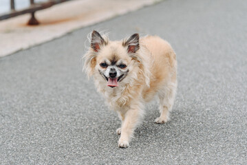 cute red long-haired chihuahua walks in city street, tongue out, dogwalking concept