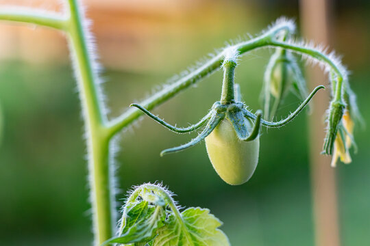 Small green tomato growing on the vine - Powered by Adobe