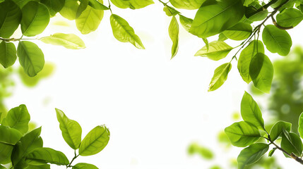Obraz premium Sunlit Green Leaves Frame White Background