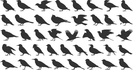 Silhouette illustration showing many different poses and shapes of birds arranged in rows and columns