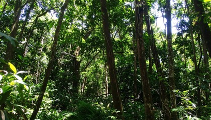 Naklejka premium Sunlit Canopy: Towering Trees and Lush Undergrowth in a Tropical Forest