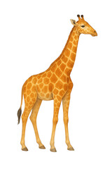 Obraz premium giraffe isolated on white, Realistic Watercolor Giraffe on White Background – Elegant Wildlife Illustration
