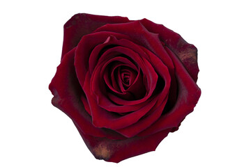 Naklejka premium Close-up of a beautiful red rose, flower head, symbol of love and relationships, high resolution, isolated object on transparent background, png