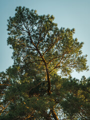 Towering Pine Tree Reaching for the Sky