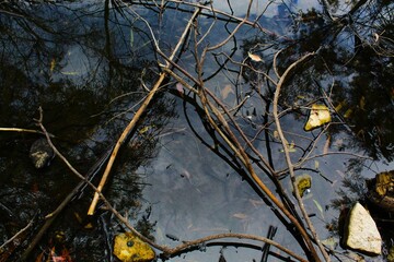 autumn in the forest