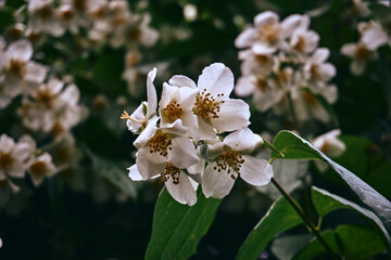 Close-up of delicate white jasmine flowers in bloom