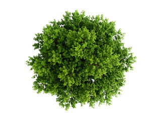 Obraz premium Green tree, tope view isolated on transparent background.