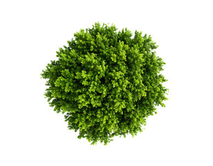 Fototapeta premium Green tree, tope view isolated on transparent background.