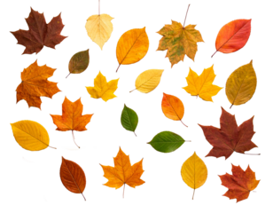 Colorful autumn leaves isolated on transparent background.