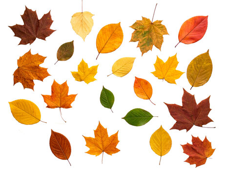 Colorful autumn leaves isolated on transparent background.