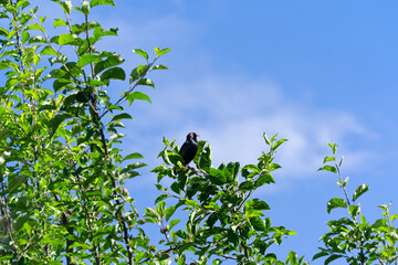 Starling sitting on apple tree at Swiss city of Zürich on a sunny spring day. Photo taken May 31st, 2025, Zurich Schwamendingen, Switzerland.