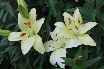 Obraz premium lily of the valley