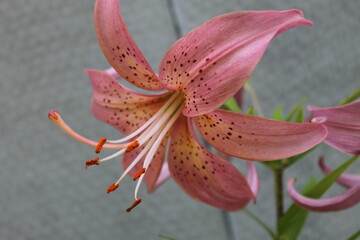 pink lily closeup