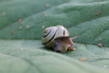 snail on a leaf