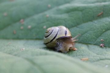 snail on a leaf