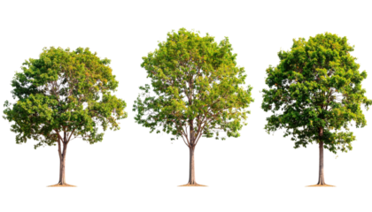Three lush trees with vibrant green foliage, showcasing varying heights and densities of leaves.