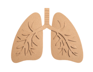 A cut-out representation of human lungs with detailed bronchial tree patterns showcasing anatomical structure and design.