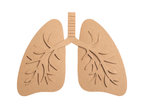A cut-out representation of human lungs with detailed bronchial tree patterns showcasing anatomical structure and design.