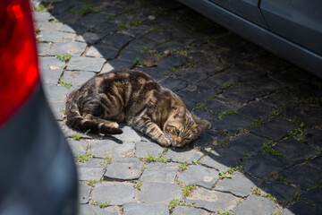A cat is peacefully laying on the sidewalk next to a parked car