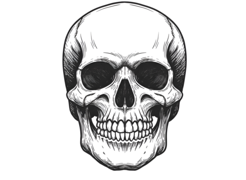 Detailed hand drawn human skull isolated on transparent background - Powered by Adobe
