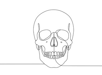 Detailed line drawing of a human skull in profile