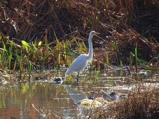 Garza blanca grande (Ardea alba) en un lago