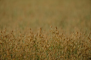 Common oat or Avena sativa cereal ears are standing in farm field
