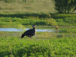 Chajá (Chauna torquata) en humedal