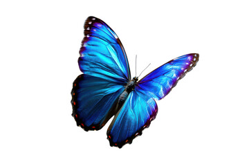 butterfly in flight isolated