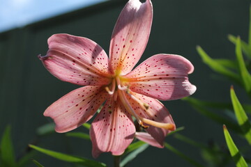 pink lily flower